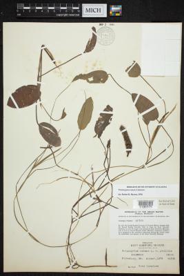 pondweed