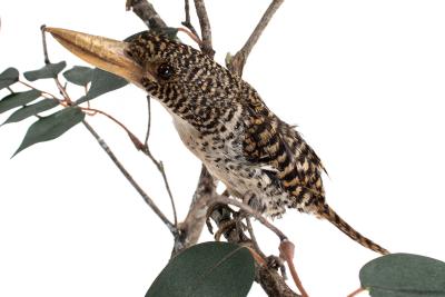 Banded Kingfisher (mount)
