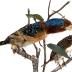 Banded Kingfisher (mount)