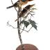 Banded Kingfisher (mount)