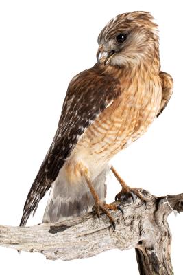 Red Shouldered Hawk (mount)