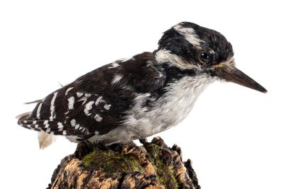 Hairy Woodpecker (mount)