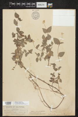 Common Whipplea