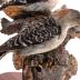 Red-bellied Woodpecker (mount)