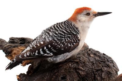 Red-bellied Woodpecker (mount)