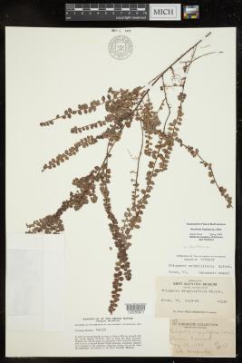 Creeping Snowberry