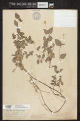Common Whipplea