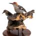 Red-bellied Woodpecker (mount)