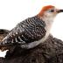 Red-bellied Woodpecker (mount)