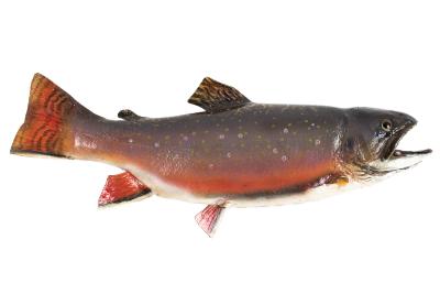 Brook Trout (cast)