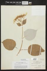 Silverleaf