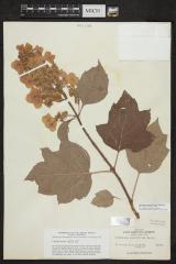 Oakleaf Hydrangea