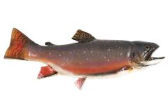 Brook Trout (cast)