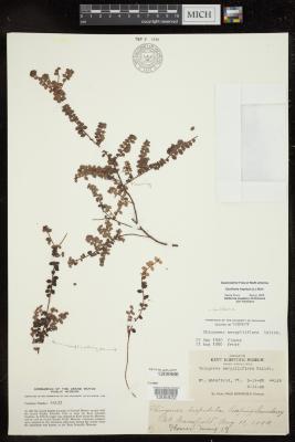Creeping Snowberry