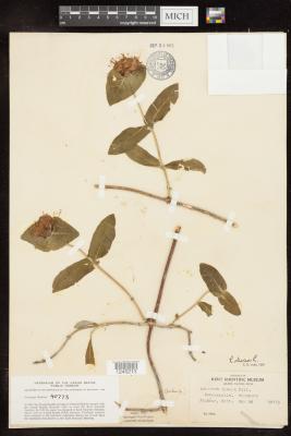 Honeysuckle Woodbine