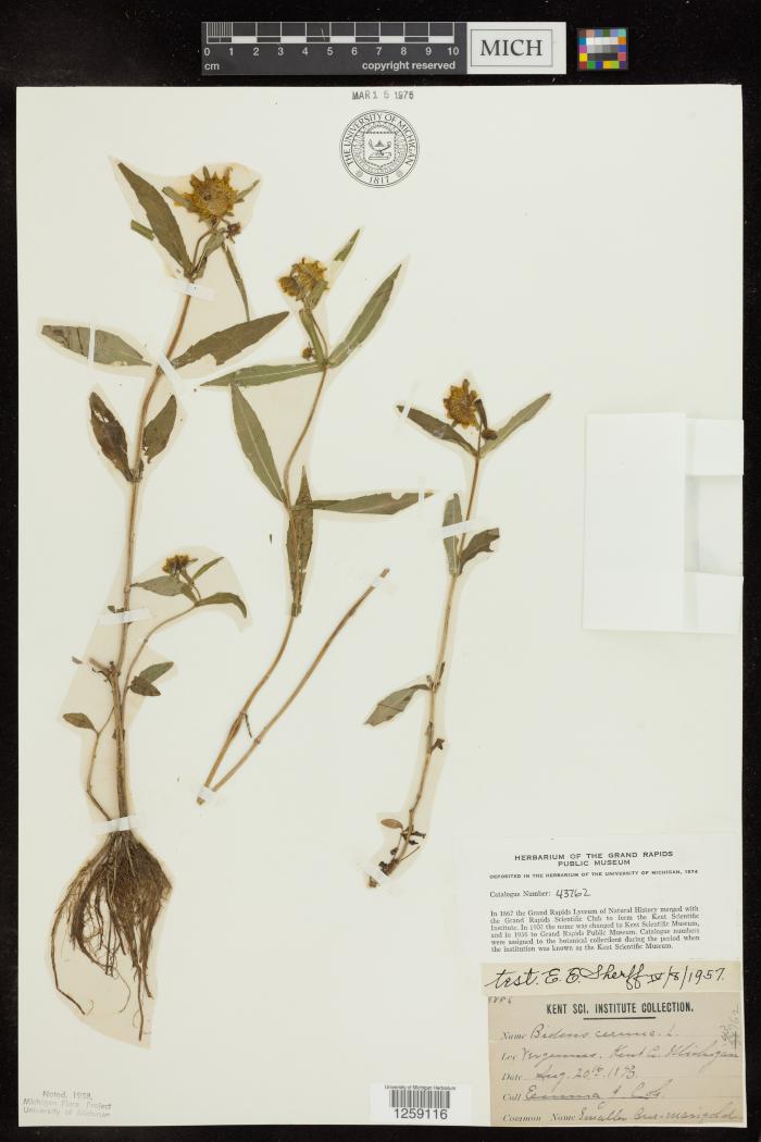 Nodding Bur-Marigold