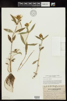 Nodding Bur-Marigold