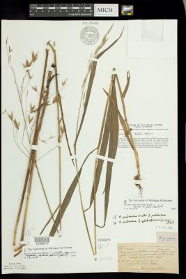 Satin Brome