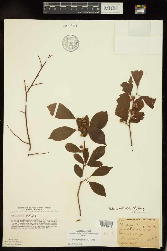 Common Winterberry