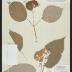 Wild Hydrangea
