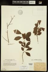 Common Winterberry