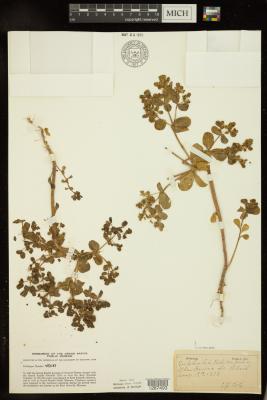Sun Spurge