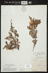Pasture Rose A