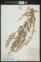 Field Pennycress