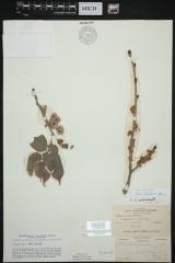 Slippery Elm