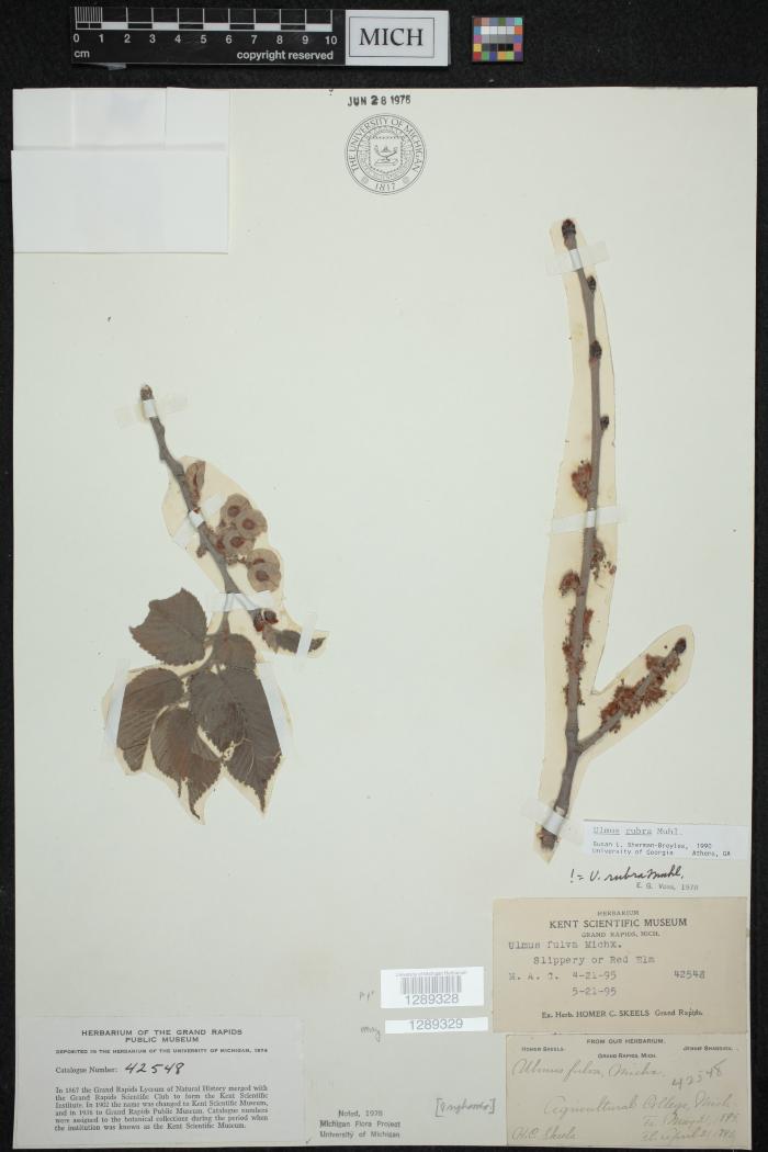 Slippery Elm