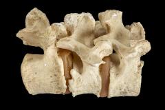Vertebrae Cast