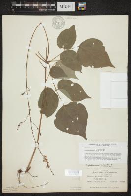Large Tick - Trefoil