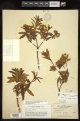 Labrador Tea