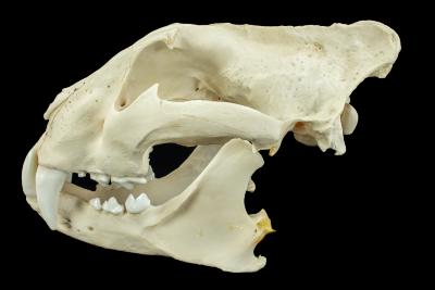 Siberian Tiger (skull cast)