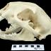 Cougar (skull cast)
