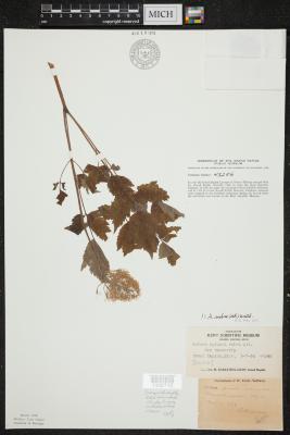 Red Baneberry