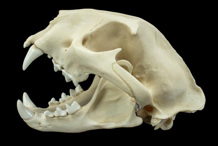 Cougar (skull cast)