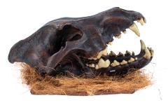 Dire Wolf (skull cast)
