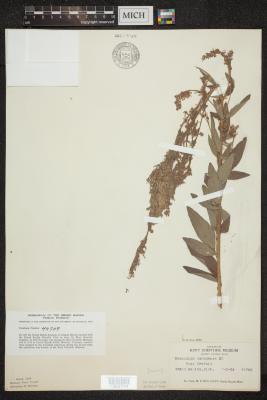 Showy Tick-Trefoil