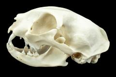 House Cat (skull cast)