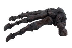 Giant Short-faced Bear (front paw cast) 