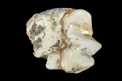 Sabre-toothed Cat (premolar)