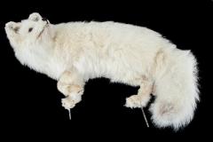 Arctic Fox (taxidermy)