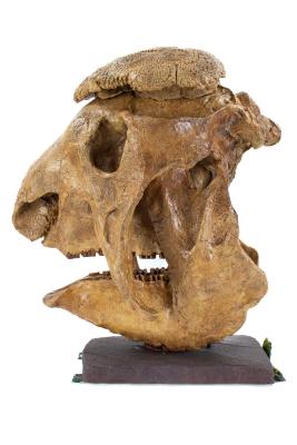 Glyptodont (skull cast)