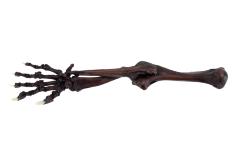 Sabre-toothed Cat (limb cast)