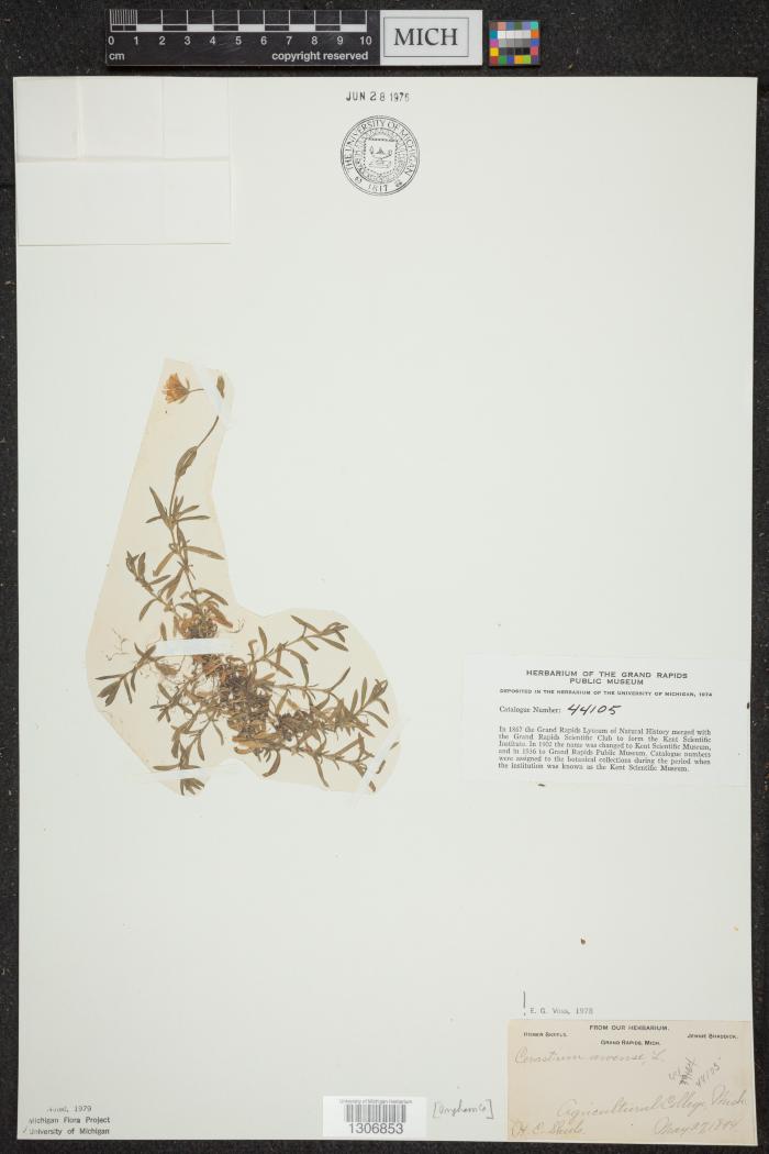 Field Chickweed