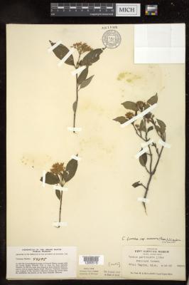 Swamp Dogwood