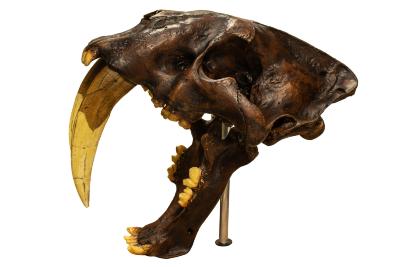 Sabre-toothed Cat (skull cast)