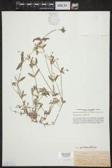 Chickweed