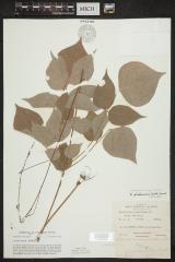 Large Tick-Trefoil